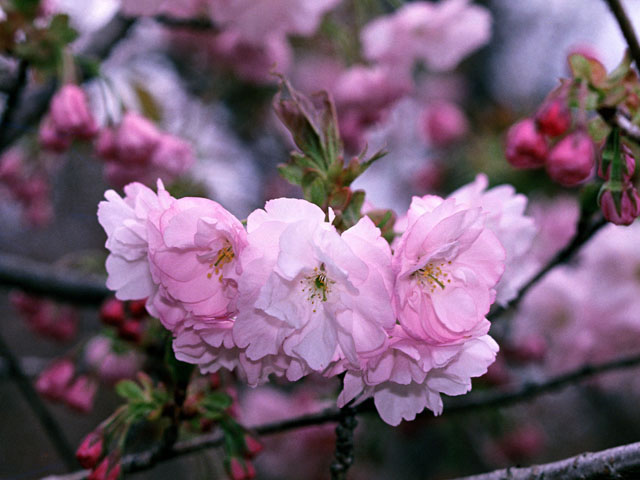 楊貴妃桜の画像