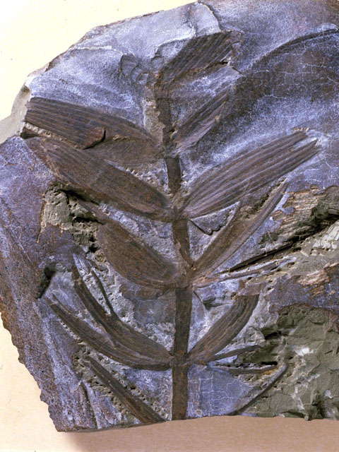 化石植物の画像