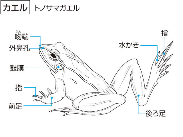 蛙の画像