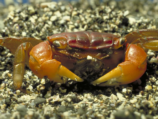赤手蟹の画像