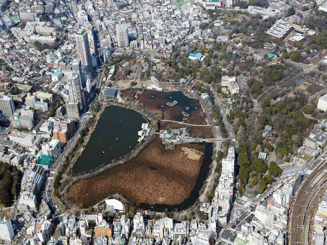 不忍池の画像