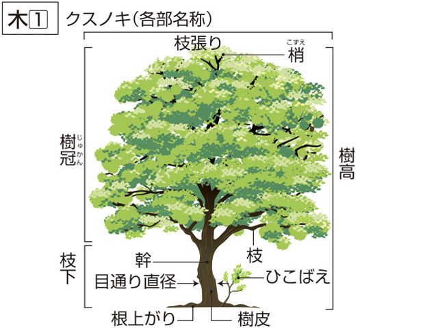 木／樹の画像