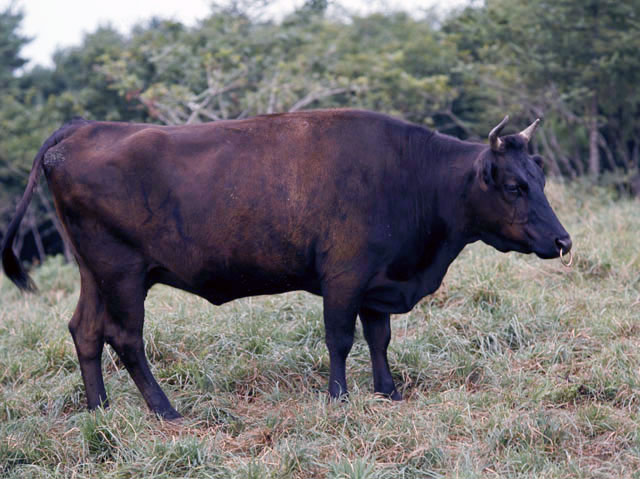 黒毛和牛の画像