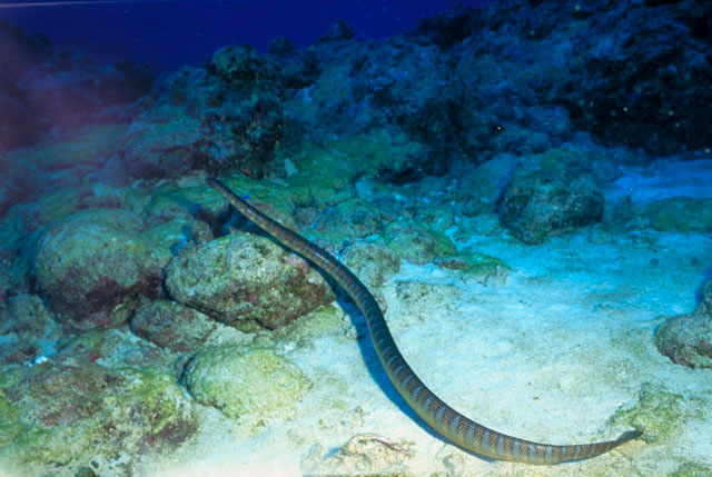 海蛇の画像