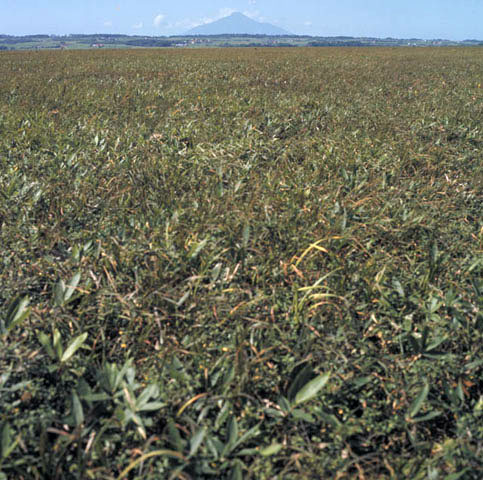 サロベツ原野の画像