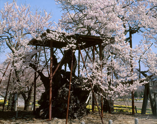 山高神代桜の画像