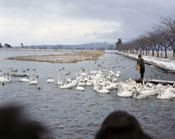 瓢湖の画像