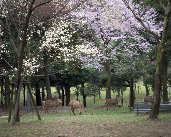 奈良公園の画像