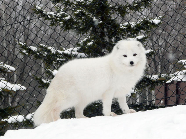 北極狐の画像