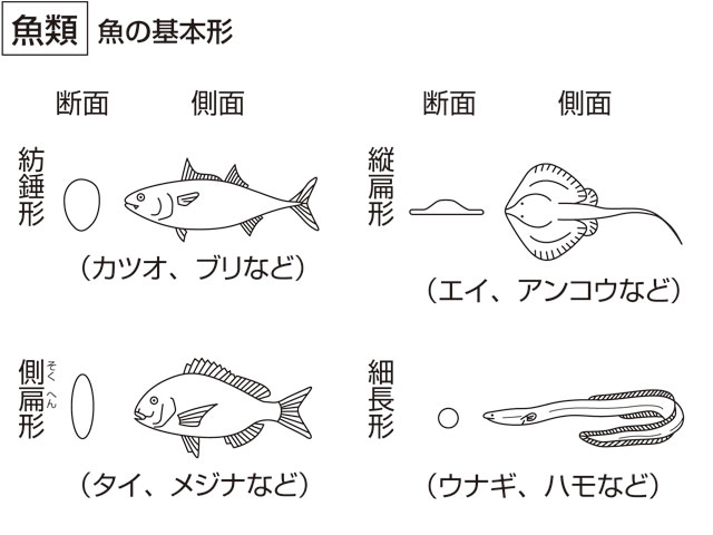 魚類の画像