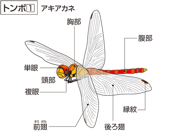 蜻蛉の画像