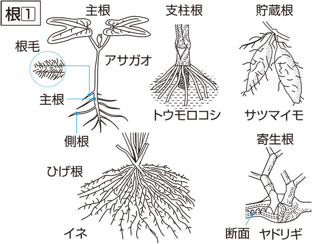 根の画像