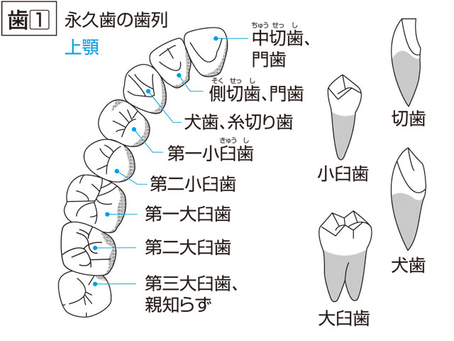 臼歯の画像