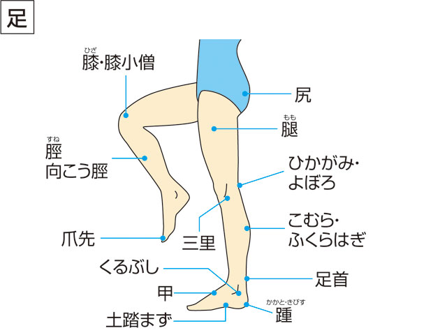 股／腿の画像
