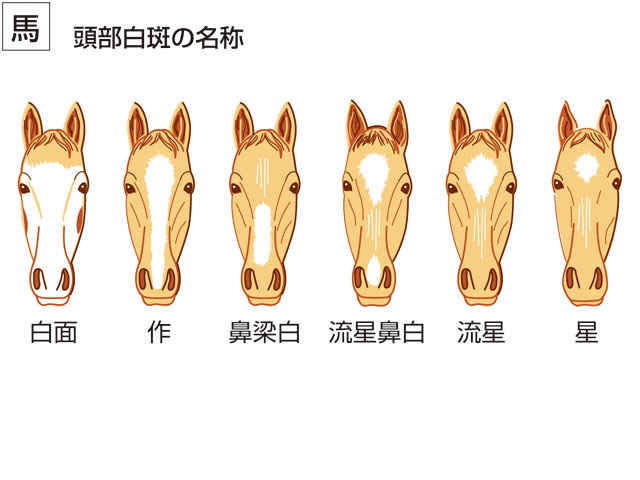 馬の画像