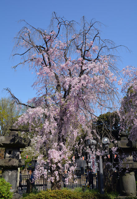 秋色桜の画像