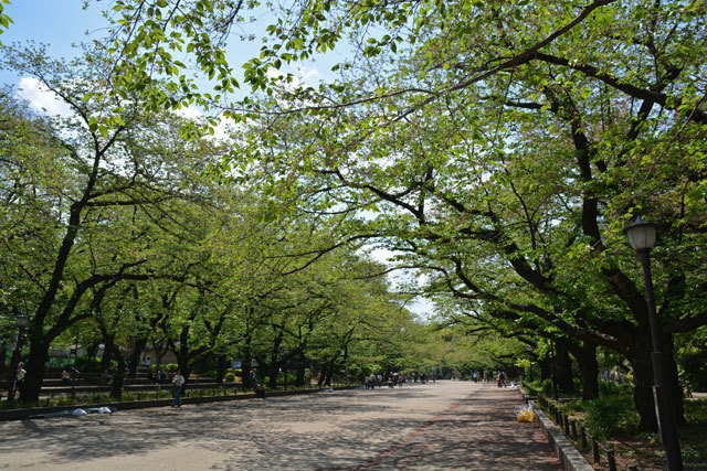 葉桜の画像