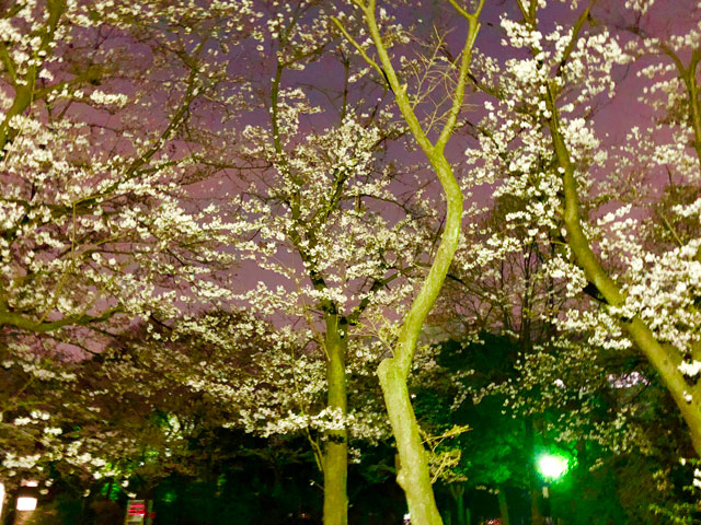 夜桜の画像