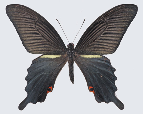 黒揚羽蝶 クロアゲハ の意味や使い方 わかりやすく解説 Weblio辞書