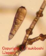 バショウ属Black-tip菌