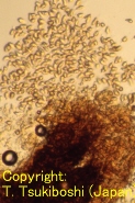 アマドコロ褐色斑点病菌