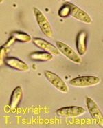 サビ菌重複寄生菌