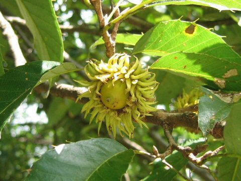 Quercus variabilis