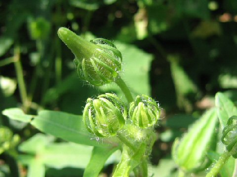 Abelmoschus moschatus ssp. tuberosus