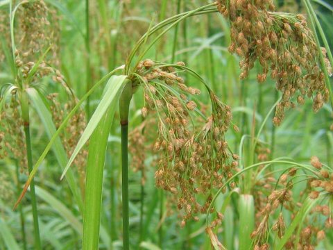 Scirpus wichurae