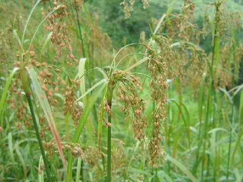 Scirpus wichurae