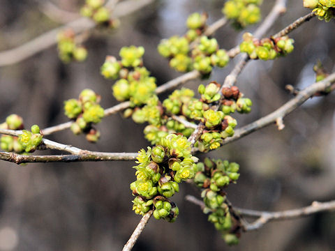 Lindera praecox