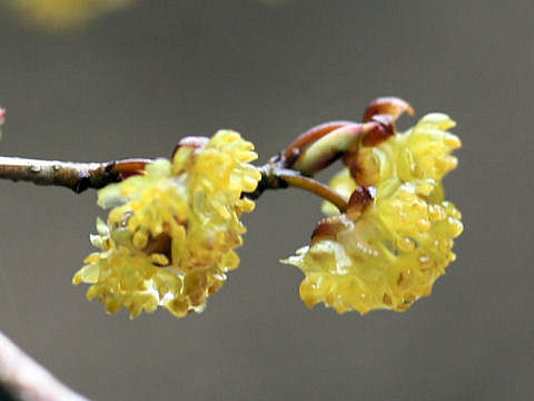 Lindera praecox