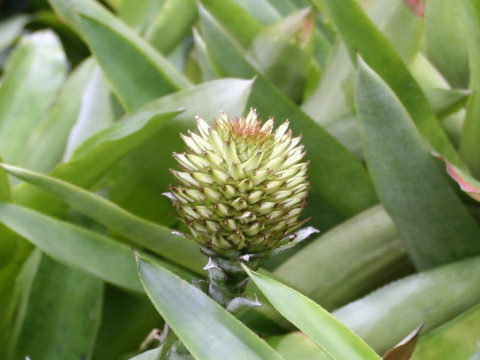 Aechmea pectinata