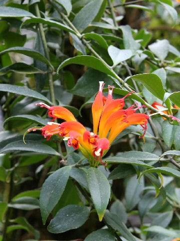 Aeschynanthus speciosus