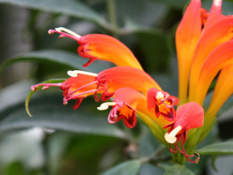 Aeschynanthus speciosus