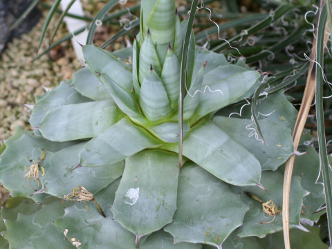 Agave potatorum