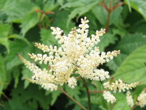 Astilbe thunbergii var. thunbergii