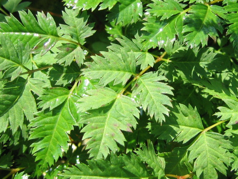 Astilbe thunbergii var. thunbergii