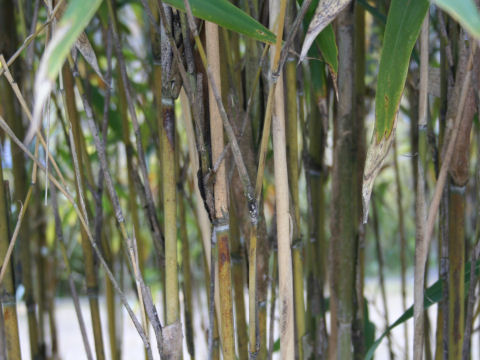 Pseudosasa japonica cv. Akebono-suji