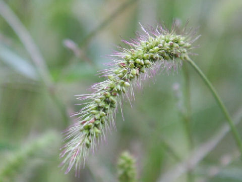 Setaria faberi