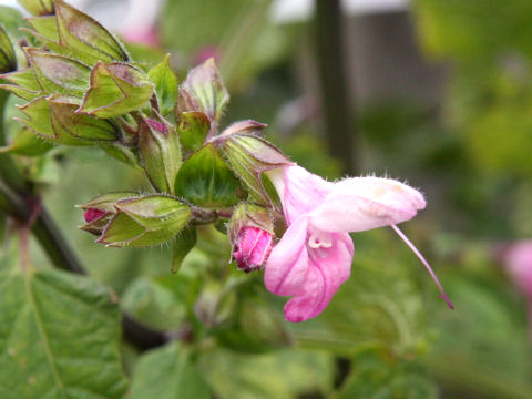 Salvia glabrescens