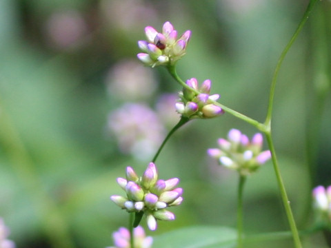 Persicaria sieboldii