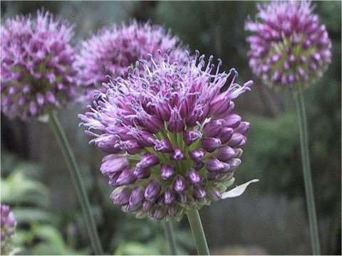 Allium sphaerosepalum