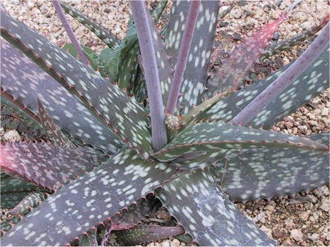 Aloe jacksonii