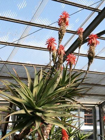 Aloe succotrina