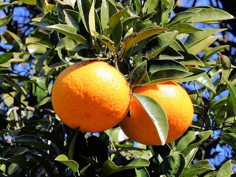 Citrus natsudaidai f. kawanonatsudaidai