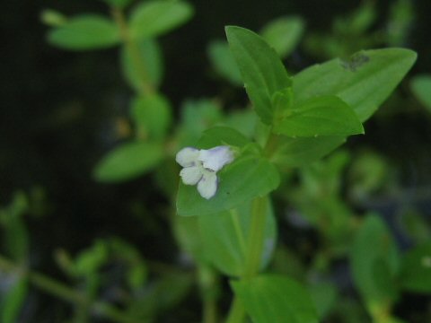 Lindernia dubia var. major