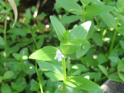 Lindernia dubia var. major