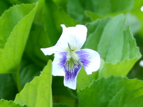 Viola sororia cv. Priceana