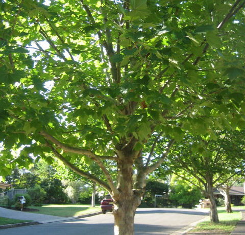 アメリカ鈴懸の木はどんな植物 Weblio辞書